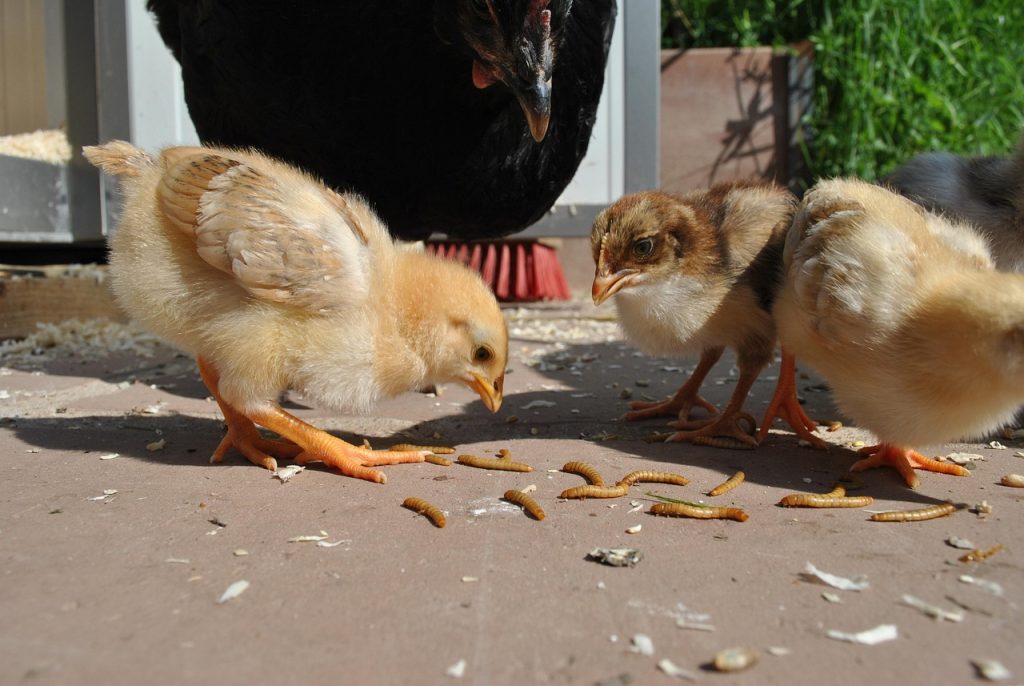 chicken, chick, offspring, chuckle, mealworms, mealworms, mealworms, mealworms, mealworms, mealworms