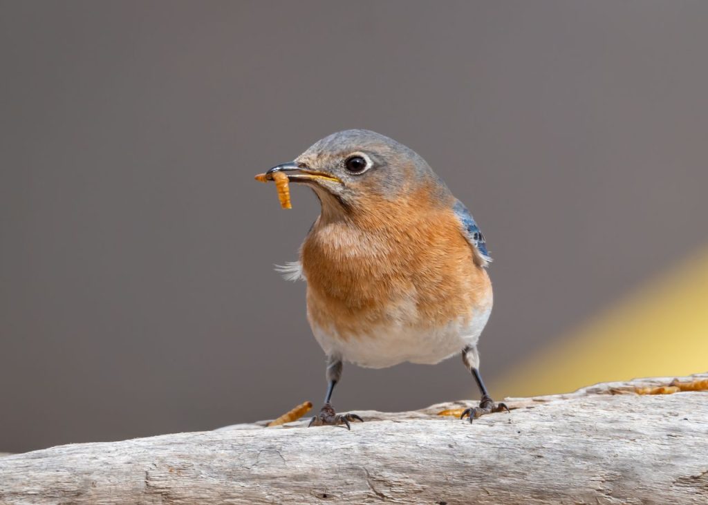 Detailed close-up of an Eastern Bluebird holding a mealworm in its beak.