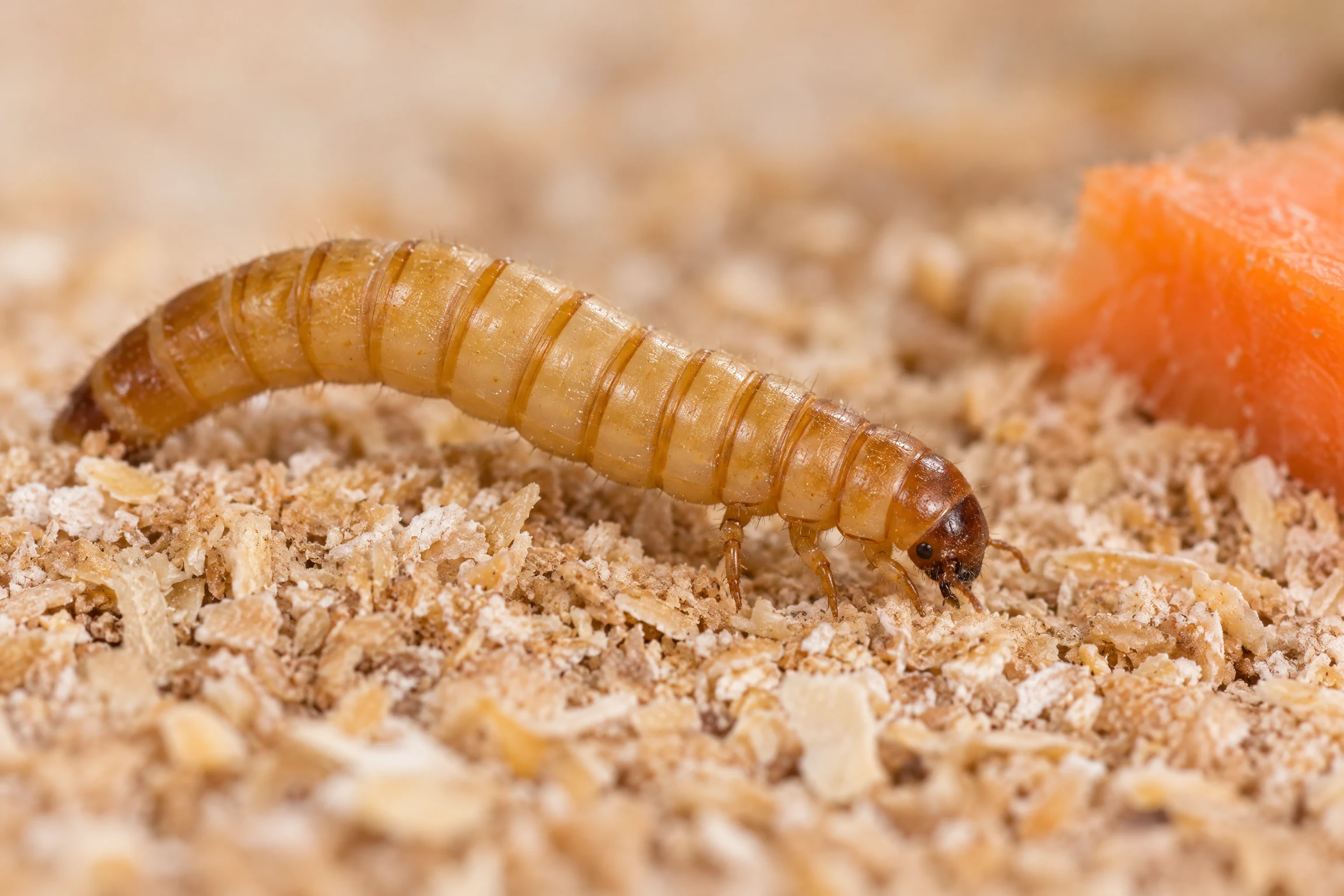 Macro view of a golden-brown mealworm larva moving through wheat bran, showing its dark head and segmented body.